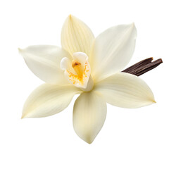 Vanilla Orchid's Elegant Beauty: A close-up of a delicate vanilla orchid, its creamy petals and intricate details, alongside a rich vanilla bean, radiates purity and the allure of tropical sweetness.