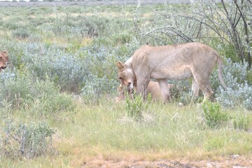 lion in wild savanna , animal of africa