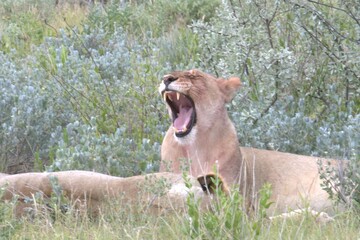 lion in wild savanna , animal of africa