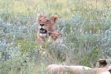 lion in wild savanna , animal of africa