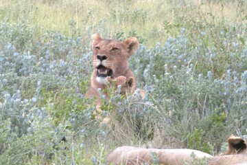 lion in wild savanna , animal of africa