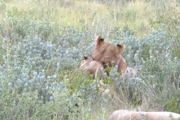lion in wild savanna , animal of africa