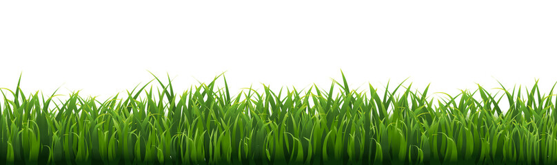 Fototapeta premium Grass Frame With White Background