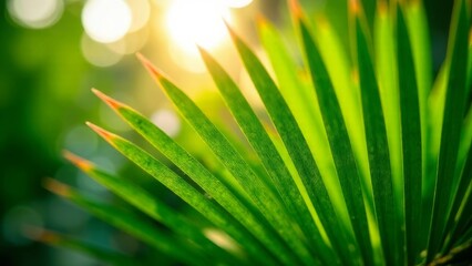 A bright green palm leaf, sharply curved, with sunlight shining through it. The background is a soft bokeh effect of light and greenery.