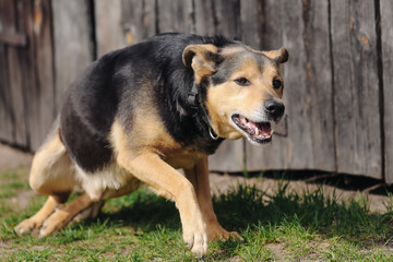 Angry dog growling outside. Aggressive pet showing teeth. Guard dog protecting property. Alert...