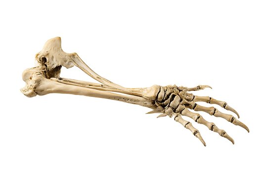 Human arm bone structure