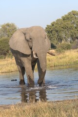 Obraz premium Elephant in wild savanna , Animal of africa