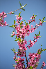 Blooming peach branch against a blue sky background, selective focus