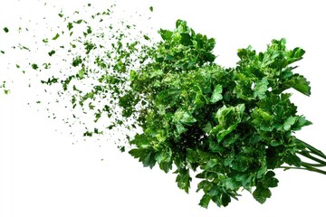 Obraz premium Closeup of flying chopped dry parsley leaves, white background