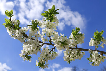 Flowering plum branch (Prunus domestica) against blue sky