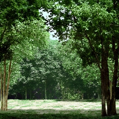 Obraz premium Lush green forest clearing, sunlit meadow, tranquil nature scene, ideal for background or environmental use