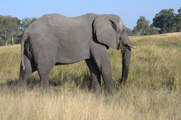 Obraz premium Elephant in wild savanna , Animal of africa
