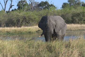 Elephant in wild savanna , Animal of africa