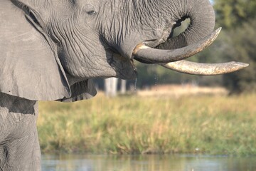 Elephant in wild savanna , Animal of africa