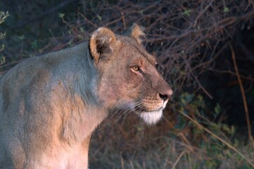 Lion in wild savanna , animal of africa