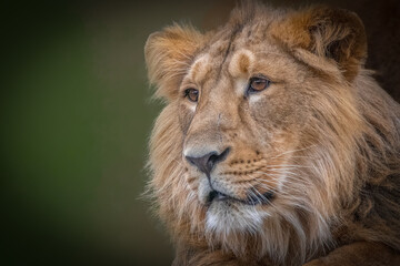 Close-up of a lion's mane in natural light