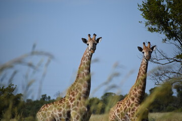 giraffe in the savannah