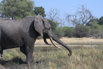 Obraz premium elephant in wild savanna , Animal of africa