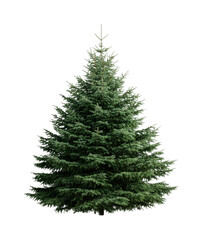 Lush green evergreen tree isolated against black background, cut out - stock png.