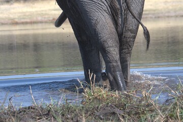 elephant in wild savanna , Animal of africa
