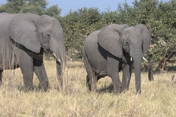 Obraz premium elephant in wild savanna , Animal of africa