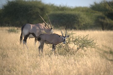 orix in wild savanna , Animal of africa