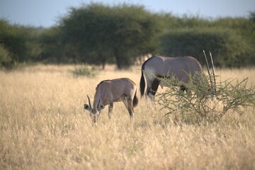 orix in wild savanna , Animal of africa