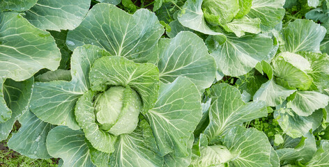 Close up of cabbage on an organic plantation, selective focus.
