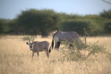 orix in wild savanna , Animal of africa
