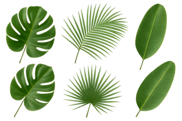 A collection of six different types of green leaves arranged in various shapes and sizes. Concept Diverse Leaf Varieties, Unique Shapes, Vibrant Greenery, Natural Textures, Botanical Aesthetics