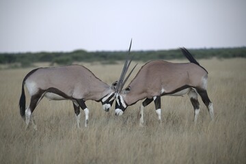 ORYX IN WILD SAVANNA , aNIMAL OF AFRICA