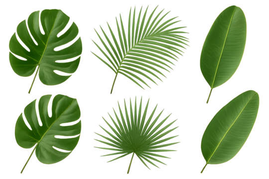 A collection of six different types of green leaves arranged in various shapes and sizes. Concept Diverse Leaf Varieties, Unique Shapes, Vibrant Greenery, Natural Textures, Botanical Aesthetics