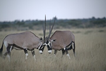 ORYX IN WILD SAVANNA , aNIMAL OF AFRICA