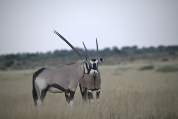 ORYX IN WILD SAVANNA , aNIMAL OF AFRICA