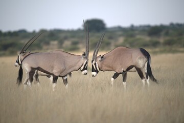 ORYX IN WILD SAVANNA , aNIMAL OF AFRICA