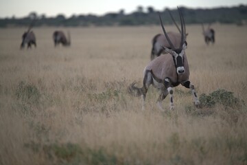 ORYX IN WILD SAVANNA , aNIMAL OF AFRICA
