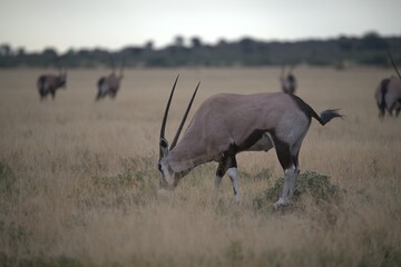 ORYX IN WILD SAVANNA , aNIMAL OF AFRICA