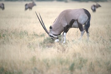 ORYX IN WILD SAVANNA , aNIMAL OF AFRICA