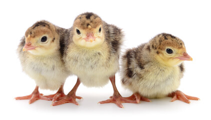 Chicken turkeys isolated