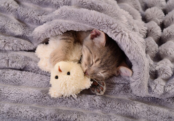 Kitten sleeping with teddy.