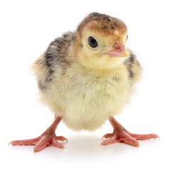 Chicken turkey isolated.