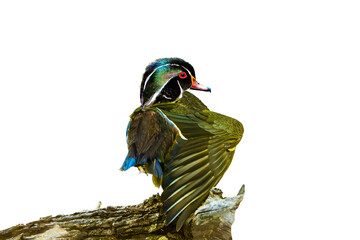 Wood Duck (Aix sponsa) Photo, Stretching His Wing, on a Transparent Isolated PNG Background