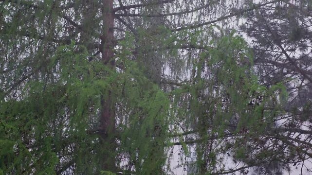 A powerful spring downpour with a hurricane wind sways the branches of trees. Heavy rain in the city, tree branches flutter in the wind.