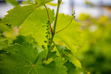 Grapevine with young leaves and buds blooming on a grapevine in the vineyard.