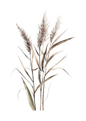 Fototapeta premium Dried pampas grass stems with seed heads, cut out - stock png.