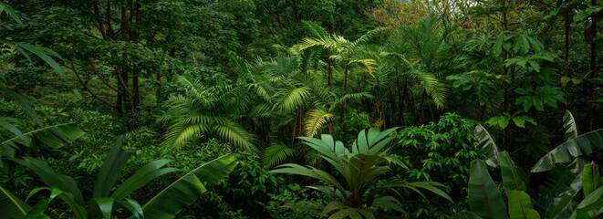 Tropical rainforest in the morning