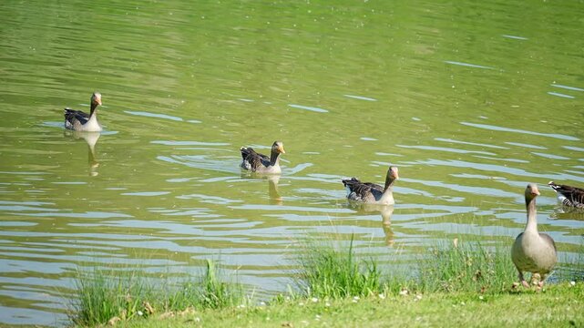 
A beautiful group of geese swimming peacefully and gracefully across a serene pond, showing off nature's beauty.