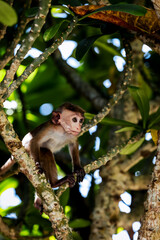 Hambantota District, Sri Lanka – February 2025: Wild toque macaques roaming the grounds and staircases of Mulkirigala Raja Maha Viharaya, an ancient Buddhist rock temple complex near Tangalle.
