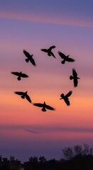 Fototapeta premium Silhouetted Birds in Circular Flight at Sunset