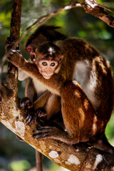 Hambantota District, Sri Lanka – February 2025: Wild mother and young toque macaques roaming the grounds and staircases of Mulkirigala Raja Maha Viharaya, an ancient Buddhist rock temple complex near 